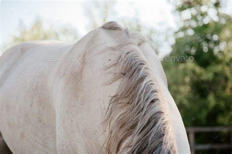 Beautiful Andalusian Horse In Field Detail Of White Horse Mane Stock