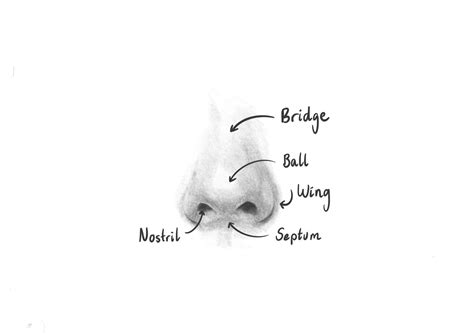 How To Draw A Realistic Nose In 4 Simple Steps Udemy Blog