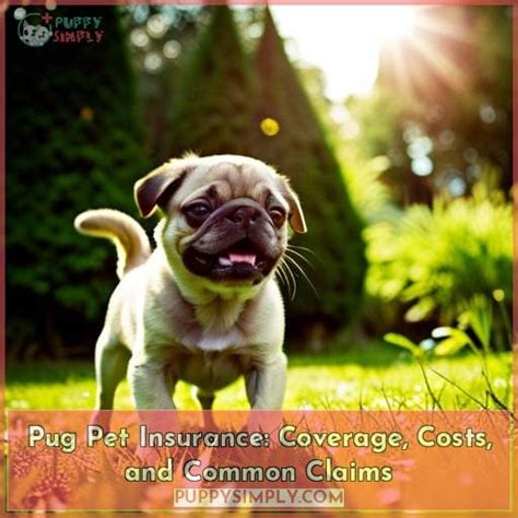 Pug Pet Insurance Coverage Costs And Common Claims