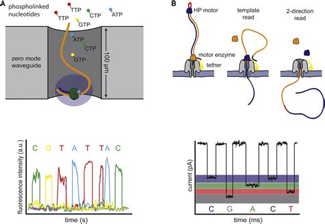 High Throughput Sequencing Technologies Molecular Cell