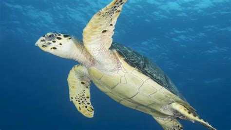 Sea Turtle Week Highlights a Need to Safeguard Ocean Habitat