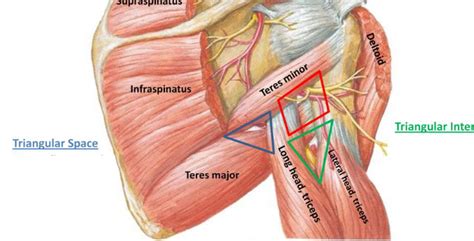 Rotator Cuff Shoulder Anatomy Medical Anatomy Radial Nerve