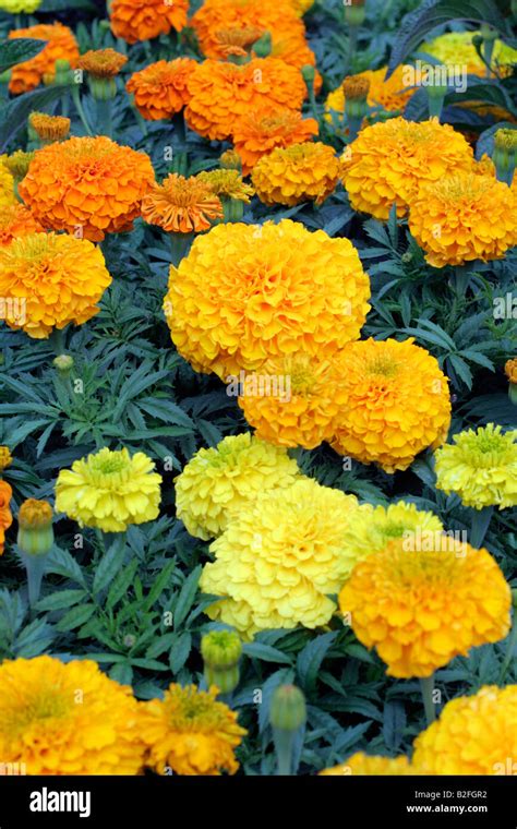 African Marigolds Hi Res Stock Photography And Images Alamy