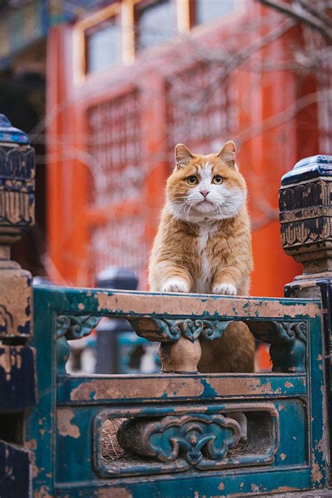 故宫的猫 橘猫 帕帕