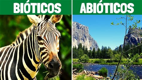 Factores BiÓticos Y Factores AbiÓticos Características Y Ejemplos🌎🌱