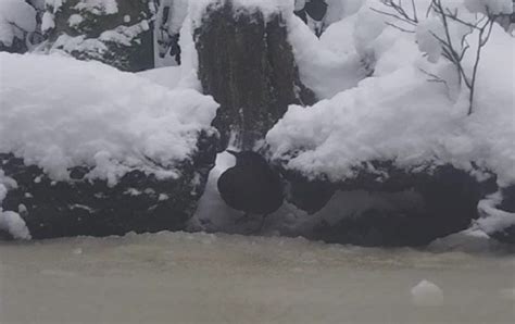 Een Nieuwe Lente Vogelbescherming