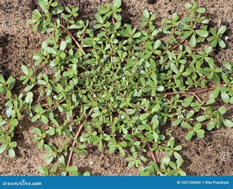 Portulaca Oleracea Common Purslane Stock Photo Image Of Purslane