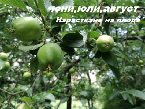 СХЕМА ЗА ОПАЗВАНЕ НА ЯБЪЛКИ И КРУШИ-(СЕМКОВИ) - rosesplants.com