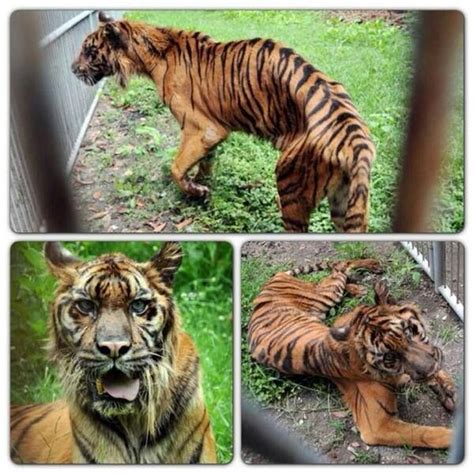 Animal Hell Called Surabaya Zoo | Animals