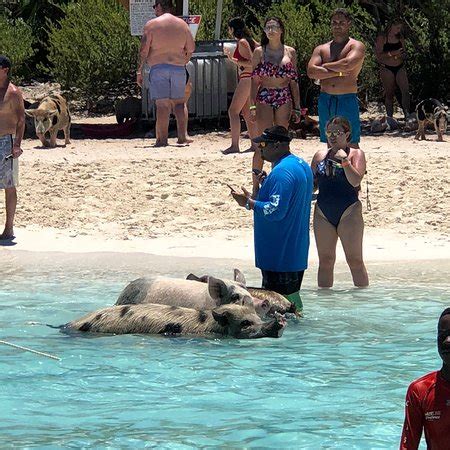 Pig Beach (Great Exuma) - 2018 All You Need to Know Before You Go (with ...