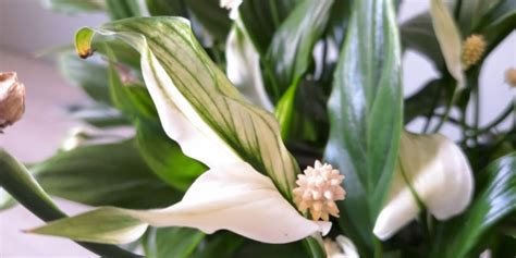 16 Types Of Peace Lily Varieties Of Spathiphyllum