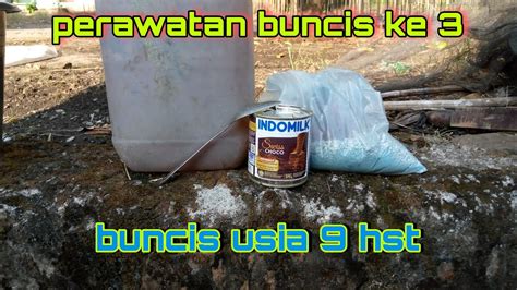 Perawatan Buncis Ke 3 Buncis Usia 9 Hst YouTube