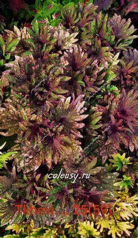 Колеусы - купить, узнать розничные цены или заказать оптом в интернет ...