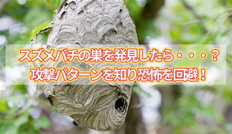 スズメバチの巣を発見したら？攻撃パターンを知り恐怖を回避する方法とは！？ ラブすぽ