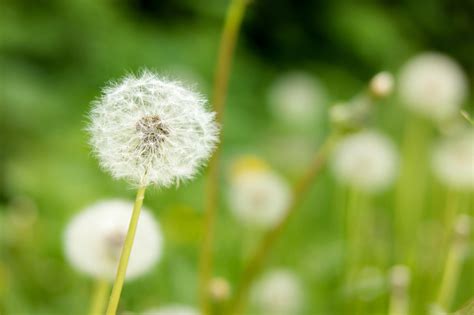 Kostenlose Bild Natur Sommer Flora Löwenzahn Rasen Blume Kraut