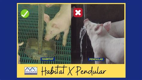 Habitat Magnani X Pendular Por Romildo Roberto Bedendo Youtube