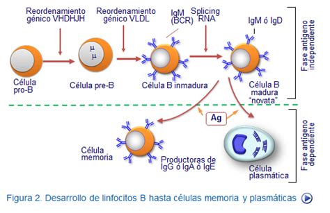 Linfocitos B Mind Map