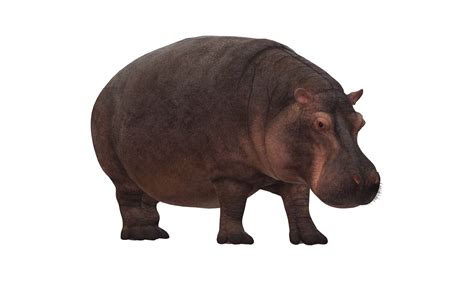 Hippo Isolated On A Transparent Background 23556590 Png