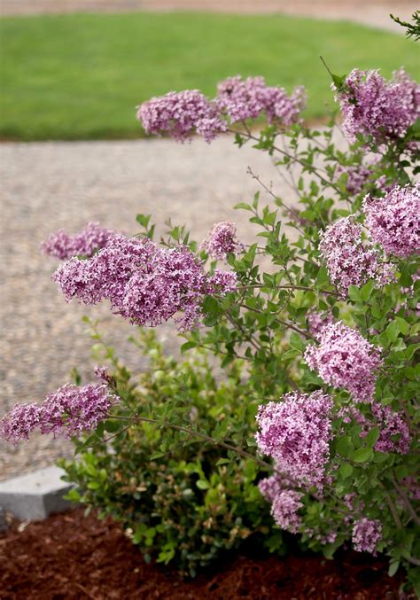 Bloomerang® Dark Purple Reblooming Lilac Syringa X Fall Garden