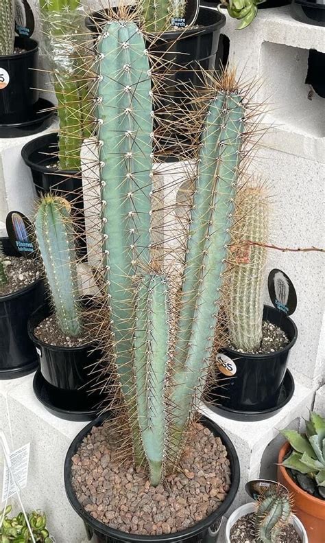 Cereus Forbesii Gippsland Indoor Plants