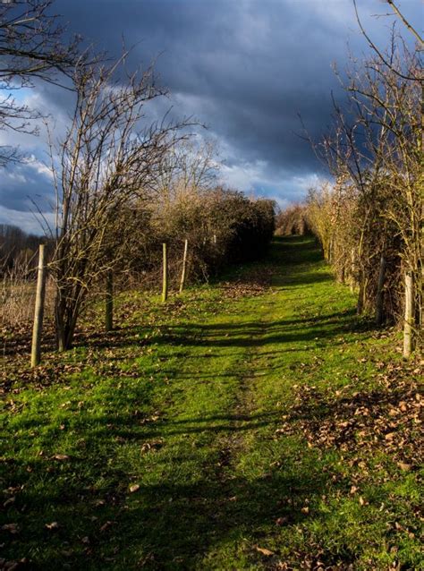 Free Images Landscape Tree Nature Forest Grass Lawn Meadow