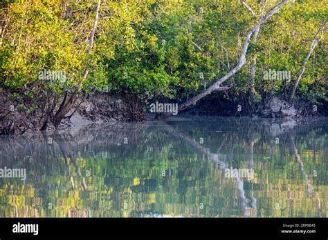 Sundarbans Bangladesh La Forêt De Mangroves Des Sundarbans La Plus