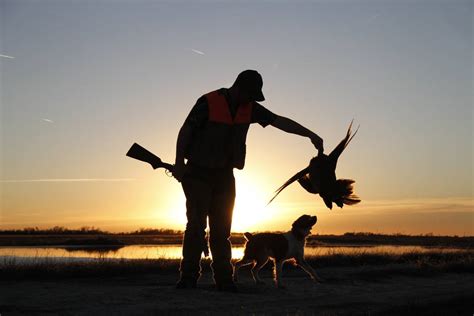 Upland Bird Forecast Diana Davidson