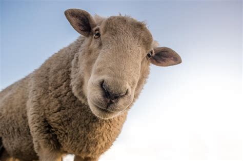 Sheep Facts That Will Make You Hate The Wool Industry PETA