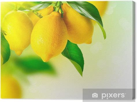 Quadro Su Tela Lemon Ripe Limoni Appesi A Un Albero Di Limone