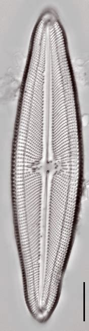 Image Image Wu Png Species Diatoms Of North America