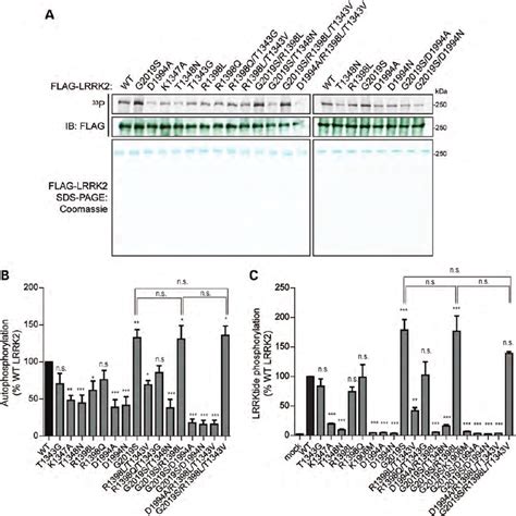 Kinase Activity Of Lrrk Gtpase Domain Mutants A In Vitro