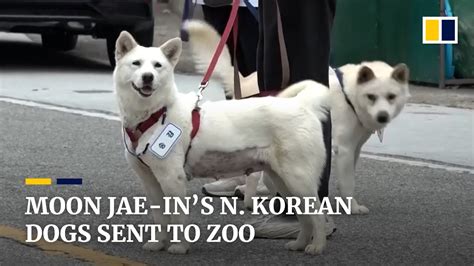 North Korean Dogs Ted To Moon Jae In Resettled In South Korean Zoo
