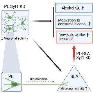 Prelimbic PL Prdm2 Knock Down KD Increases Neural Activity In The