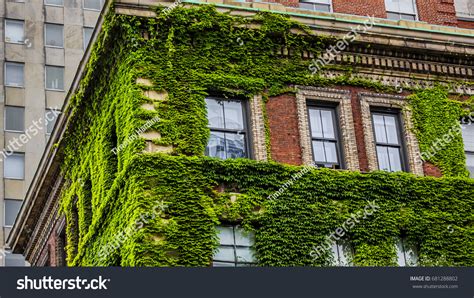 Ivycovered Building Nyc Stock Photo 681288802 Shutterstock