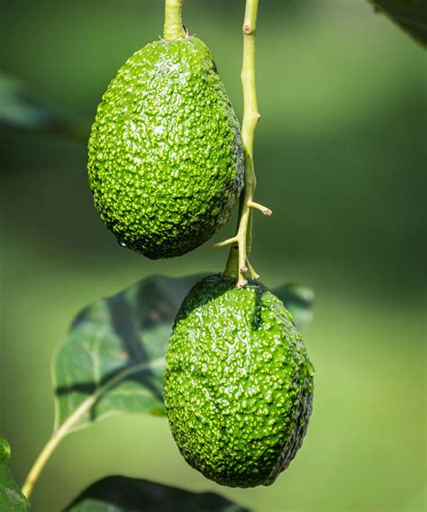 How To Grow Avocados Tips For Growing Indoors And Out Homes Gardens