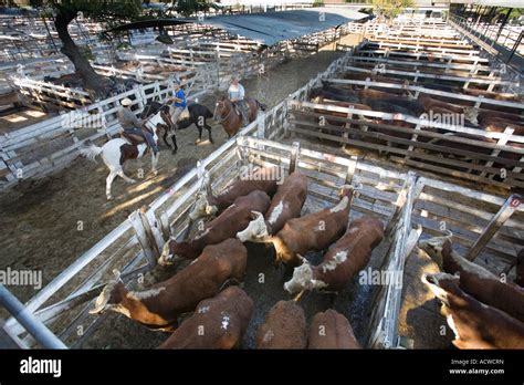 Cattle Feedlot America Hi Res Stock Photography And Images Alamy