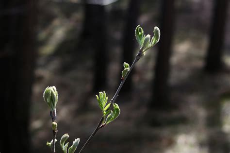 Floresta Arvores Galhos Regi O Foto Gratuita No Pixabay Pixabay