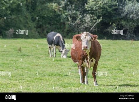 Cow In Field Beef Cattle Hi Res Stock Photography And Images Alamy