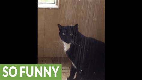 Sid The Cat Loves Taking Showers Youtube