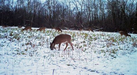 Helping Your Whitetails Through Winter Mossy Oak Gamekeeper