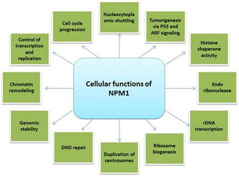 The Potential Role Of Nucleophosmin Npm In The Development Of Cancer