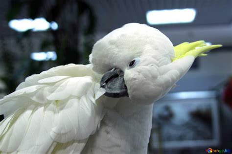 The Best Way To Sex A Ringneck Parakeet Master Parrot
