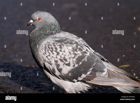 Male Rock Pigeon Hi Res Stock Photography And Images Alamy