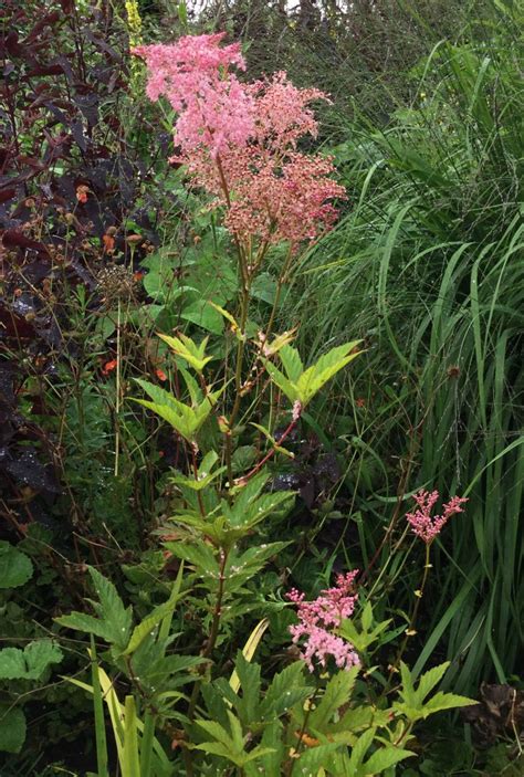 Filipendula rubra 'Venusta' AGM Seed