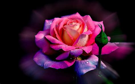 Pink Rose 3d Background Flowers Flowers Nice Hd Wallpaper Peakpx