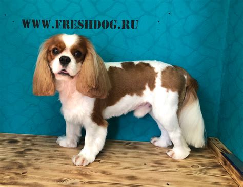 Стрижка спаниеля в зоосалоне FreshDog