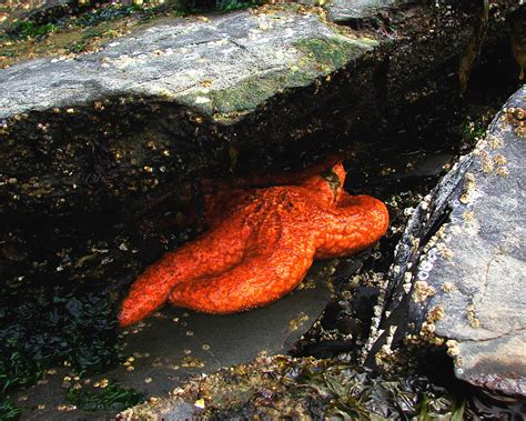 Nude Sun Bather Digital Art By Vicki Lea Eggen Fine Art America