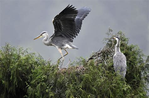 Grey Herons Photographed In Guiyang