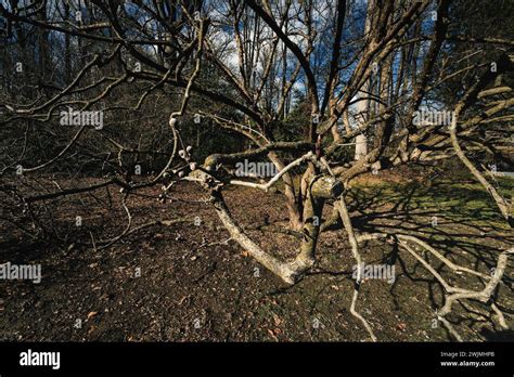 Knarled Tree Hi Res Stock Photography And Images Alamy