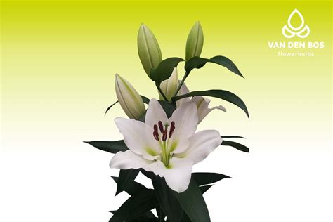Tisento® (O.T.) - Lily - Van den Bos Flowerbulbs